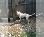 Small #2 American Bulldog Mix