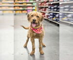 Small #2 Golden Retriever Mix