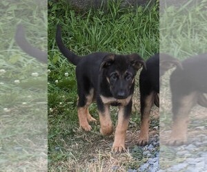 Belgian Tervuren-German Shepherd Dog Mix Puppy for sale in LAKE STEVENS, WA, USA