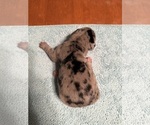 Small #14 Great Dane