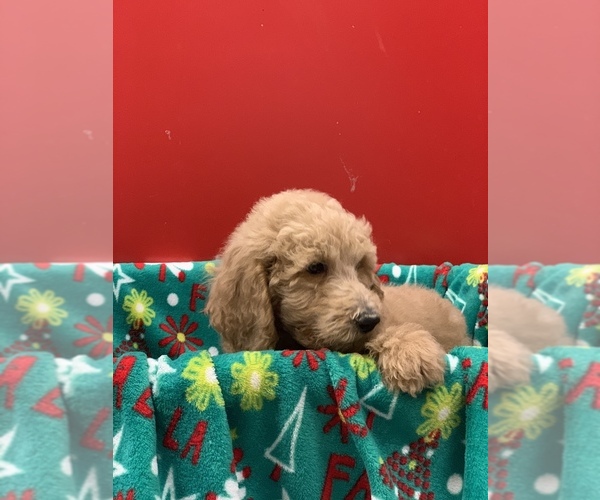 Medium Photo #12 Poodle (Standard) Puppy For Sale in WILSONVILLE, OR, USA