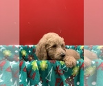 Small Photo #12 Poodle (Standard) Puppy For Sale in WILSONVILLE, OR, USA