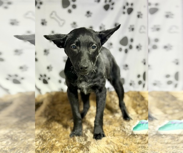 Medium Photo #2 Collie-Unknown Mix Puppy For Sale in SHERBURNE, NY, USA