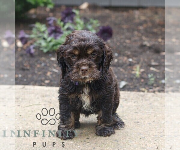 Medium Photo #3 Cocker Spaniel Puppy For Sale in NARVON, PA, USA