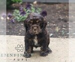 Small #2 Cocker Spaniel