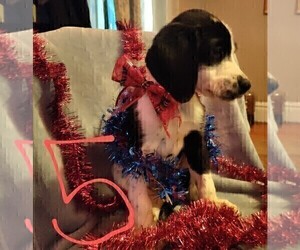 German Shorthaired Lab Puppy for sale in SAINT CLOUD, MN, USA