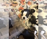 Small Photo #8 Boston Terrier Puppy For Sale in MOUNT ORAB, OH, USA