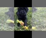Small #2 Goldendoodle