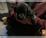 Small Photo #4 Labrador Retriever Puppy For Sale in ELGIN, SC, USA