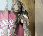 Small Photo #6 Goldendoodle-Poodle (Standard) Mix Puppy For Sale in SILOAM SPRINGS, AR, USA