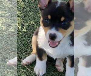 Cowboy Corgi Puppy for sale in BRIGGSDALE, CO, USA