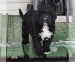 Small Photo #7 Miniature Bernedoodle Puppy For Sale in EPHRATA, PA, USA