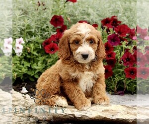 Goldendoodle (Miniature) Puppy for sale in LITITZ, PA, USA