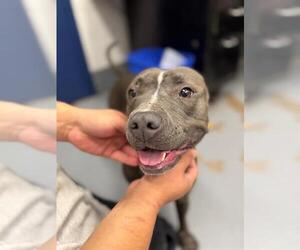 American Pit Bull Terrier Dogs for adoption in Peoria, IL, USA