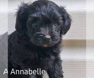 Maltipoo Puppy for sale in MECHANICSVILLE, MD, USA