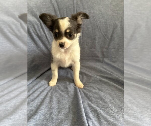 Medium Photo #3 Chiranian Puppy For Sale in Grafton, WI, USA