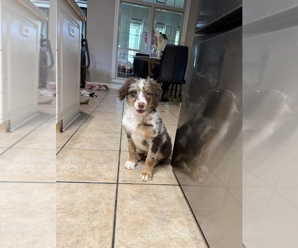 Medium Photo #5 Bernedoodle Puppy For Sale in CABOT, AR, USA