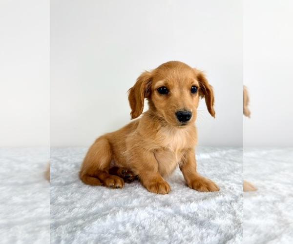 Medium Photo #4 Dachshund Puppy For Sale in GREENFIELD, IN, USA