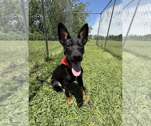 German Shepherd Dog-Unknown Mix Dogs for adoption in San Leon, TX, USA