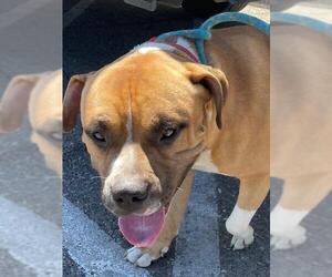 Staffordshire Bull Terrier-Unknown Mix Dogs for adoption in HESPERIA, CA, USA