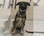Small German Shepherd Dog Mix