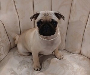 Pug Puppy for sale in MINNETONKA, MN, USA