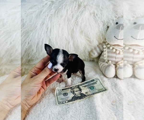 Medium Photo #5 Chihuahua Puppy For Sale in BOSTON, MA, USA