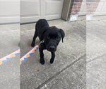 Small Pointer-Rottweiler Mix
