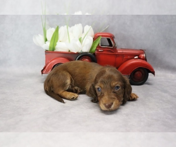 Medium Photo #5 Dachshund Puppy For Sale in BRADFORD, TN, USA