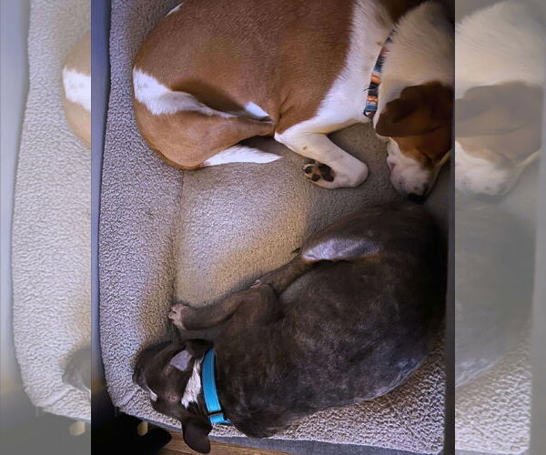 Medium Photo #3 American Staffordshire Terrier-Unknown Mix Puppy For Sale in Columbus, IN, USA