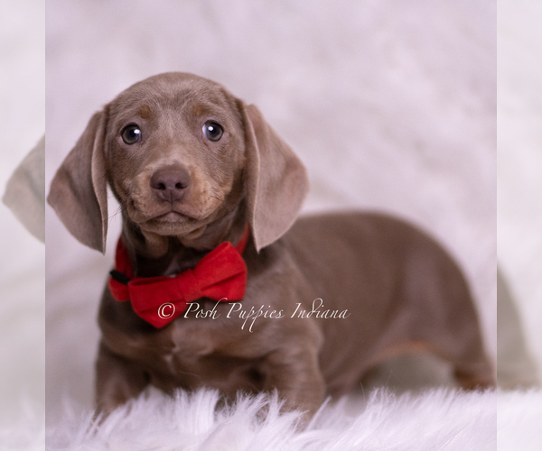 Medium Photo #3 Dachshund Puppy For Sale in WARSAW, IN, USA
