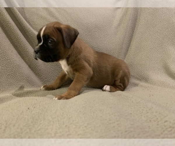 Medium Photo #2 Boxer Puppy For Sale in DEMOREST, GA, USA