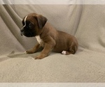 Small Photo #2 Boxer Puppy For Sale in DEMOREST, GA, USA