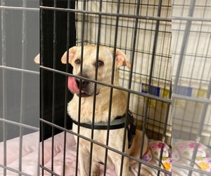 Labrador Retriever-Unknown Mix Dogs for adoption in Lewistown, PA, USA