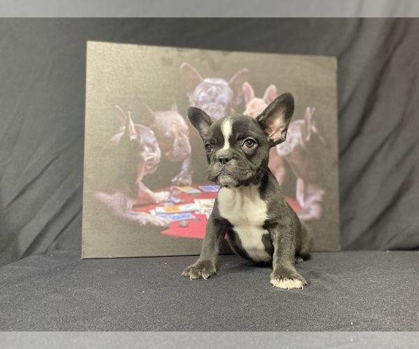 Medium Photo #3 French Bulldog Puppy For Sale in MORENO VALLEY, CA, USA