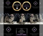 Small Photo #8 Goldendoodle (Miniature) Puppy For Sale in WARSAW, IN, USA
