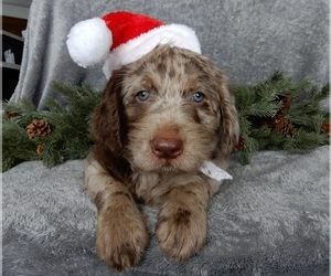 Labradoodle Puppy for sale in MILLERSBURG, OH, USA