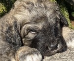 Small Photo #6 Great Pyrenees-Poodle (Miniature) Mix Puppy For Sale in BOWLING GREEN, OH, USA