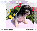 Small Photo #49 Cocker Spaniel Puppy For Sale in GOSHEN, IN, USA