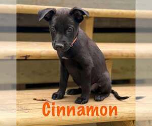 Labrador Retriever-Unknown Mix Dogs for adoption in pomfret, CT, USA