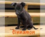 Small Labrador Retriever Mix