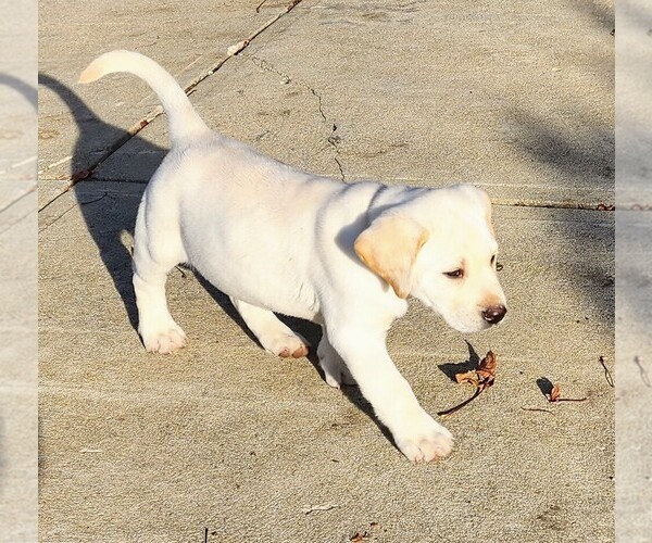 Medium Photo #2 Labrador Retriever Puppy For Sale in CONNERSVILLE, IN, USA