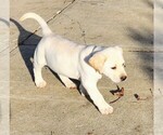 Small Photo #2 Labrador Retriever Puppy For Sale in CONNERSVILLE, IN, USA