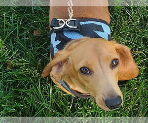 Dachshund Dogs for adoption in Sioux Falls, SD, USA