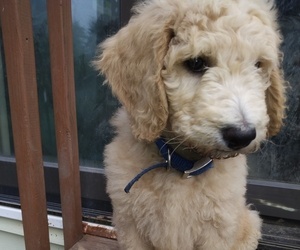 Goldendoodle Puppy for Sale in SIOUX FALLS, South Dakota USA