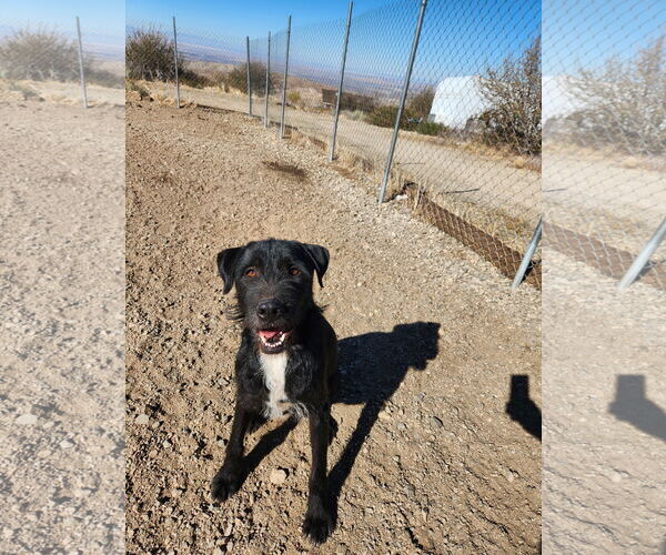 Medium Photo #2 Airedale Terrier-GIANT SCHNAUZER  Mix Puppy For Sale in Marina Del Rey, CA, USA
