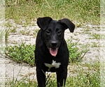 Small #13 German Shepherd Dog Mix