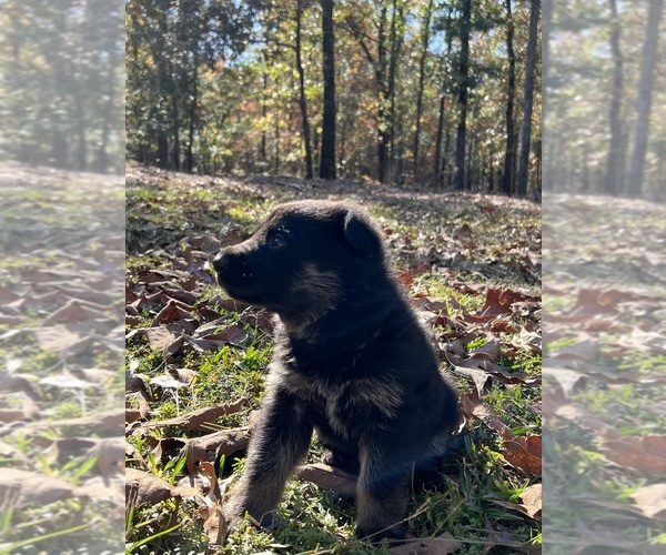 Medium Photo #2 German Shepherd Dog Puppy For Sale in WAGENER, SC, USA
