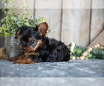 Small Photo #16 Yorkshire Terrier Puppy For Sale in GREENWICH, OH, USA