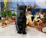 Small #1 Cane Corso